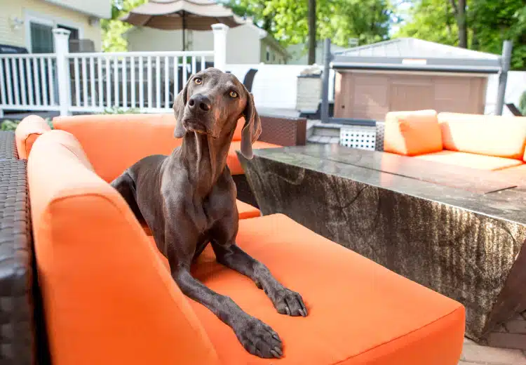 dog sitting on an orange couch in a patio san diego ca