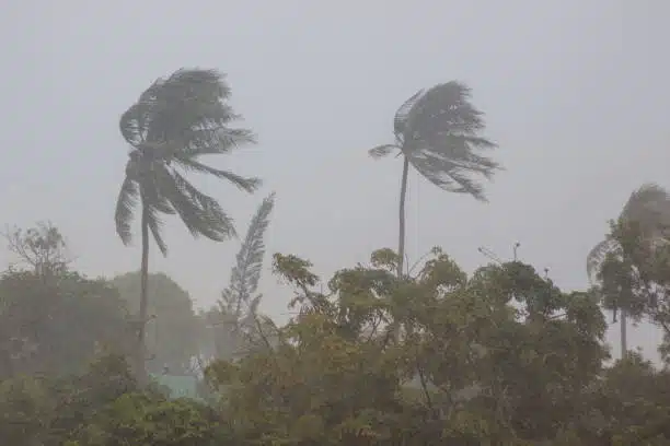 palm trees during storm